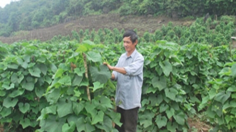 Tam Đảo: Nhiều mô hình giúp tăng thu nhập cho nông dân (22/11/2016)