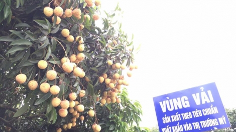 Phát huy đặc sản địa phương nhờ ứng dụng khoa học công nghệ (11/11/2016)