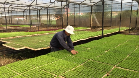 Kinh nghiệm sản xuất nông sản sạch (20/12/2016)