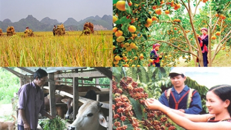 Phòng ngừa thời tiết cực đoan: Đâu là giải pháp để thúc đẩy nông nghiệp Việt Nam phát triển (6/12/2016)