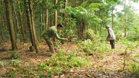 Nông dân làm giàu nhờ phát triển kinh tế rừng (11/12/2016)