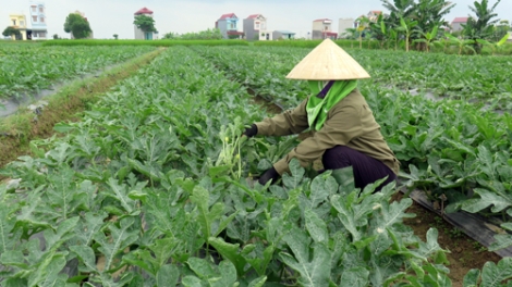 Giải quyết đầu ra cho nông sản: Nhìn từ sản xuất vụ đông (27/12/2016)