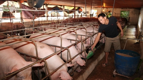 Vĩnh Phúc phát triển chăn nuôi bền vững (08/12/2016)