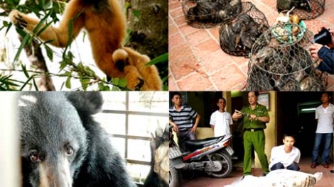 Ngăn chặn buôn bán trái phép để ngăn chặn đà tuyệt chủng của các loài hoang dã (12/12/2016)