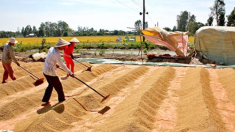 Tương lai nào cho xuất khẩu gạo của Việt Nam (14/12/2016)