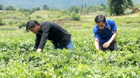 Xây dựng chuỗi giá  trị trong lâm nghiệp -  khó cũng phải làm (07/12/2016)
