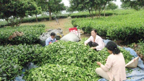 Đẩy mạnh hợp tác và liên kết theo chuỗi giá trị sản phẩm trong lâm nghiệp (21/12/2016)