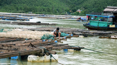 Người dân nuôi trồng thủy sản tại Vân Đồn – Quảng Ninh lao đao vì thiếu cát (16/12/2016)