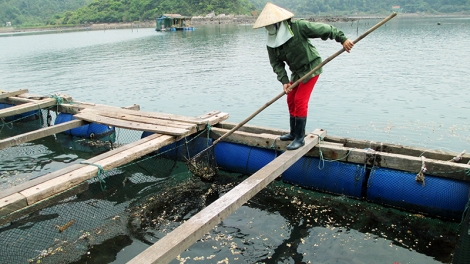 Ngư dân gặp khó trước quyết định di dời lồng bè nuôi trồng thủy sản (04/12/2016)