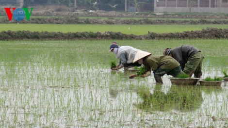 Miễn giảm thuế sử dụng đất nông nghiệp: Tạo động lực cho quá trình tái cơ cấu nông nghiệp (23/12/2016)