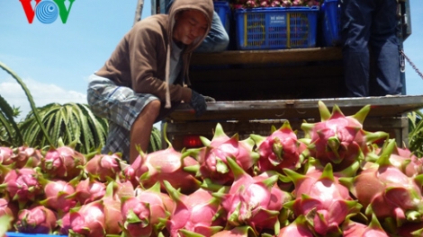 Thanh long Bình Thuận tìm hướng không lệ thuộc thị trường Trung Quốc (2/12/2016)