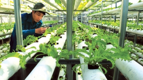 Thúc đẩy phát triển nông nghiệp công nghệ cao từ gói tín dụng hỗ trợ 50 nghìn tỷ đồng (22/12/2016)