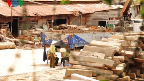 Tăng trưởng ngành chế biến gỗ - vất vả bảo vệ rừng (5/12/2016)