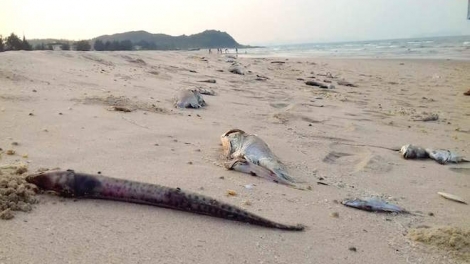 Phó Thủ tướng Chính phủ có công điện yêu cầu không kinh doanh, tiêu thụ thủy, hải sản chết bất thường tại miền Trung. (Thời sự đêm 27/4/2016)