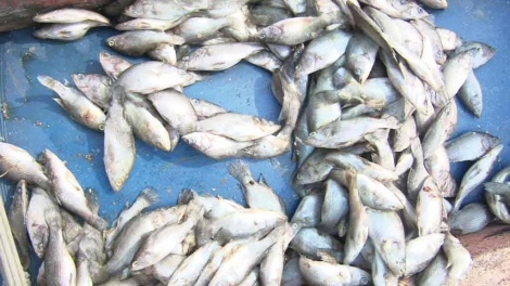 Bất thường cá chết trắng bờ biển từ Hà Tĩnh đến Thừa Thiên Huế với thiệt hại ước tính đã lên đến gần 5 tỷ đồng (Thời sự trưa 21/4/2016)