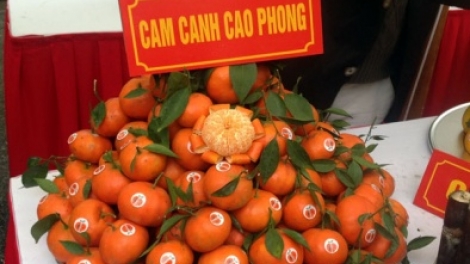 Chỉ dẫn địa lý – Việt Nam chưa khai thác hết tiềm năng. (19/4/2016)