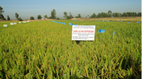 Đồng bằng sông Cửu Long sản xuất lúa giống thích ứng với hạn, mặn. (16/4/2016)