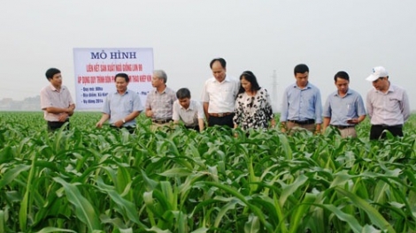 Liên kết: Gốc rễ của thành công. (27/4/2016)