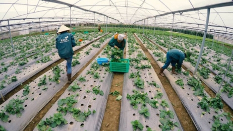 Ứng dụng công nghệ cao cho sản phẩm sạch (17/4/2016)