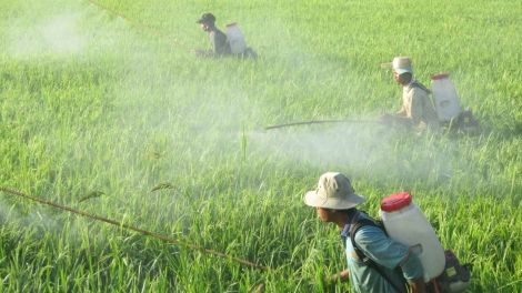 Lãng phí tiền tỷ vào đồng ruộng, đầu độc cả môi trường sinh thái (19/4/2016)
