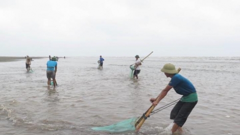 Thái Bình ngăn chặn, xử lý việc đưa thông tin không chính xác về hải sản chết tại bãi biển Cồn Vành (Thời sự chiều 11/5/2016)