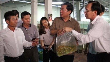 11 năm chờ kiểm dịch - Cá cảnh Củ Chi ách tắc, không thể xuất sang Liên minh Châu Âu: Trách nhiệm của những cán bộ - công bộc của dân (24/5/2016)