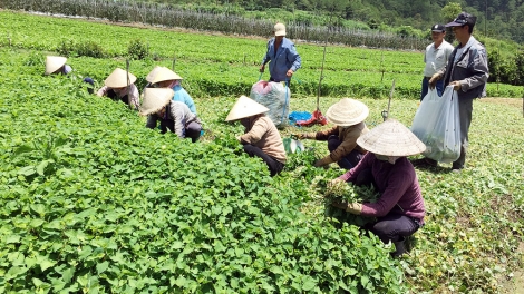 Phát triển mô hình Hợp tác xã kiểu mới thế nào cho đúng hướng. (29/5/2016)