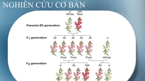 Lực đẩy cho nghiên cứu cơ bản ở Việt Nam. (20/5/2016)