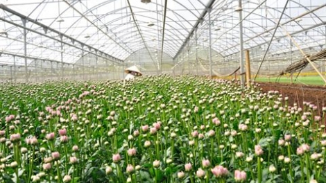 Đẩy mạnh ứng dụng nông nghiệp công nghệ cao để phát triển bền vững. (31/5/2016)