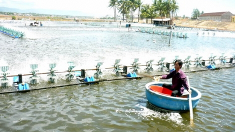 Ứng dụng khoa học công nghệ để hạn chế dùng kháng sinh trong nuôi trồng thủy sản. (24/5/2016)