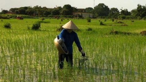 Nông dân còn biết tin vào đâu? (21/5/2016)