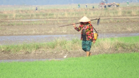 Vụ hè thu và vụ mùa 2016: Nhiều thách thức (26/5/2016)