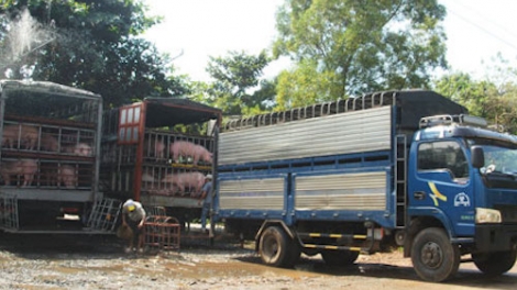 Làm thế nào để thay đổi lối chăn nuôi, trồng trọt tự phát của nông dân? (16/5/2016)