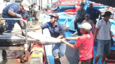 Giá mặt hàng thủy sản ở các tỉnh Phú Yên, Bình Định, Khánh Hòa đang giảm mạnh, với mức giảm cao nhất đến hơn 300% (Thời sự trưa 17/5/2016)