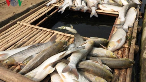 Công an tỉnh Thanh Hóa đang phối hợp các Ban ngành chức năng tỉnh Hòa Bình điều tra, hoàn thiện hồ sơ để khởi tố vụ án hình sự gây ô nhiễm sông Bưởi (Thời sự trưa 9/5/2016)