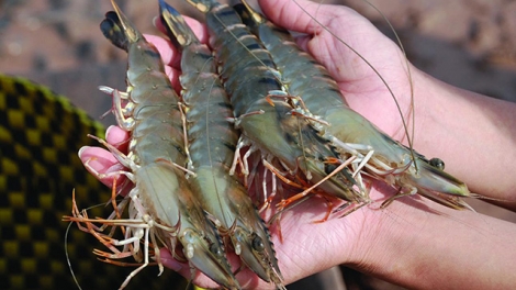 Mối nguy mang tên kháng sinh trong thủy sản. (23/6/2016)