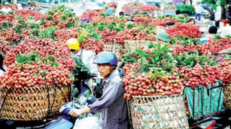 Chỉ sau 2 ngày diễn ra tuần lễ vải thiều Bắc Giang tại Hà Nội, hơn 7 tấn vải thiều đã được người tiêu dùng Thủ đô tiêu thụ (Thời sự đêm 26/6/2016)