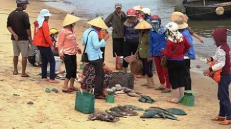 Kết luận bất nhất của cơ quan chức năng về hàng chục tấn cá nhiễm chất độc phenol ở Quảng Trị. (13/6/2016)