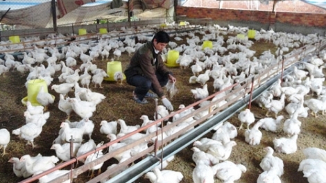 Những giải pháp để phát triển ngành chăn nuôi gà bền vững, tăng sức cạnh tranh trên thị trường. (10/6/2016)