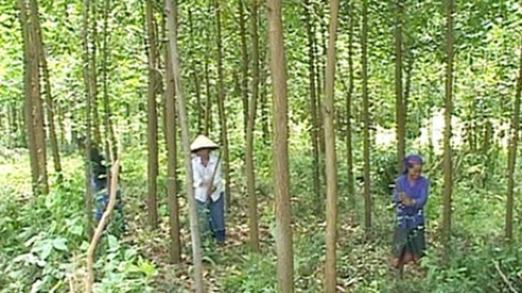 Lợi ích “kép” khi giao rừng cho dân. (13/6/2016)