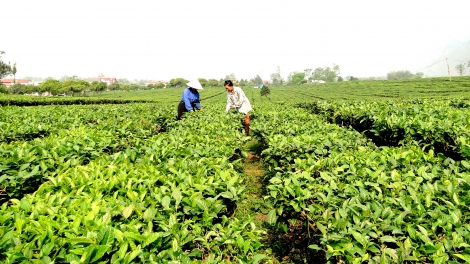 Hà Nội đẩy mạnh phát triển các sản phẩm nông nghiệp trọng điểm. (15/6/2016)