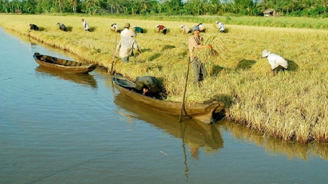 Sản xuất lúa lai thích ứng với biến đổi khí hậu (17/6/2016)