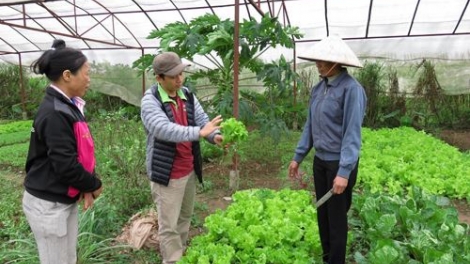 Nông nghiệp hữu cơ: Khó khăn trong kết nối người sản xuất (1/6/2016)