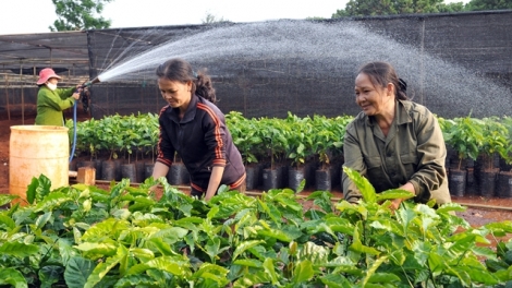 Phát triển nông nghiệp bền vững cần thắt chặt các mối liên kết. (16/7/2016)