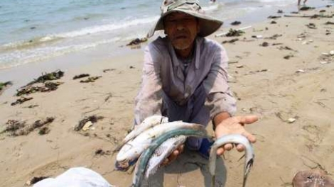 Xử lý sự cố môi trường gây hải sản chết bất thường tại 4 tỉnh ven biển Miền Trung Việt Nam (1/7/2016)