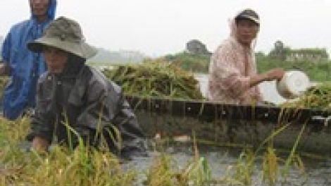 Khắc phục thiệt hại sản xuất nông nghiệp sau cơn bão số 1 (30/7/2016)