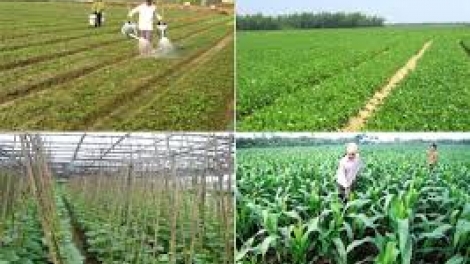 Bước chuyển từ những mô hình chuyển đổi cơ cấu cây trồng vật nuôi. (22/7/2016)