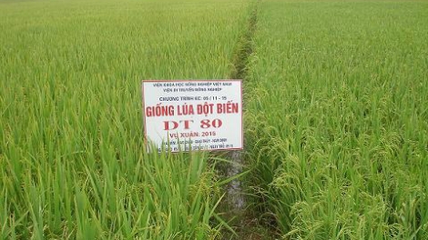 Kỹ thuật trồng lúa chịu mặn, chất lượng DT80. (13/7/2016)