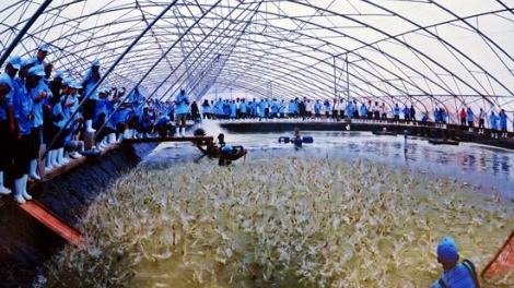Giải pháp nuôi tôm bền vững trước biến đổi khí hậu. (05/7/2016)