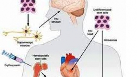 Tế bào gốc và những ứng dụng trong y học. (12/8/2016)